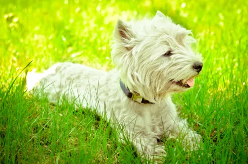 West highland white terrier – wygląd rasy