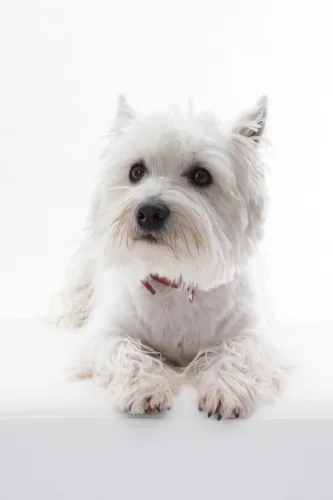 West highland white terrier – charakterystyka rasy