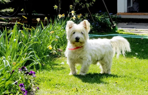 West highland white terrier – wychowanie rasy