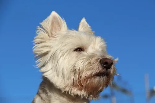West highland white terrier – pielęgnacja rasy