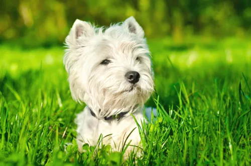 West highland white terrier – historia i pochodzenie rasy