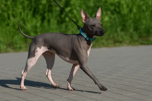 Amerykański terier bezwłosy 