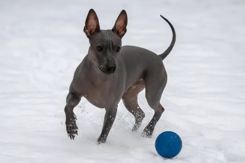 Amerykański terier bezwłosy – pielęgnacja rasy