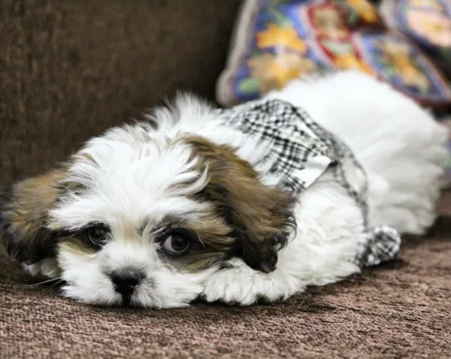 Lhasa apso – wygląd rasy