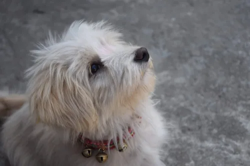 Lhasa apso – charakterystyka rasy