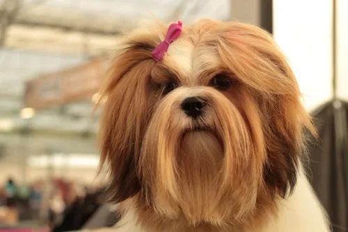 Lhasa apso – pielęgnacja rasy