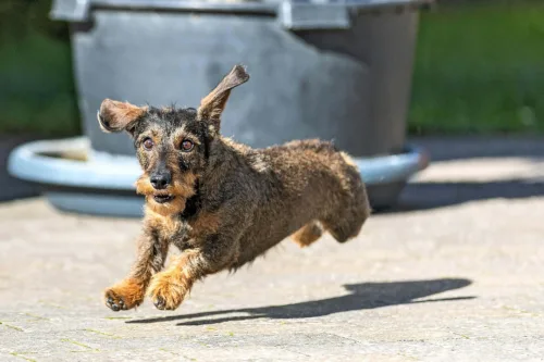 Jamnik szorstkowłosy – szkolenie rasy