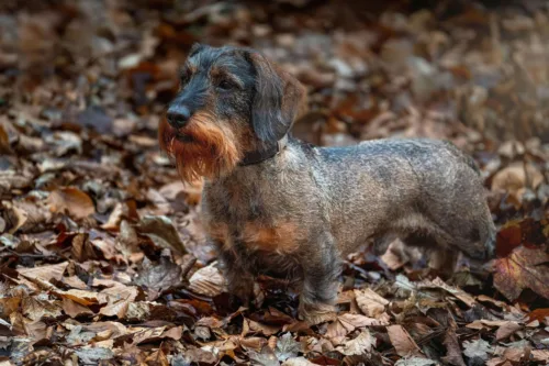 Jamnik szorstkowłosy 