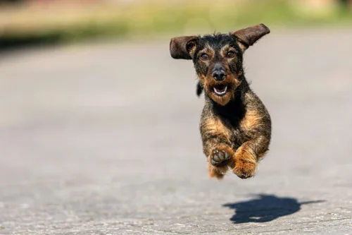 Jamnik szorstkowłosy – historia i pochodzenie rasy