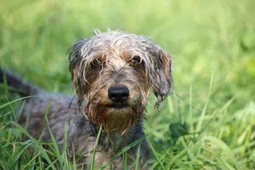 Jamnik szorstkowłosy – żywienie rasy