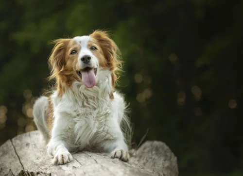 Kooikerhondje – pielęgnacja rasy