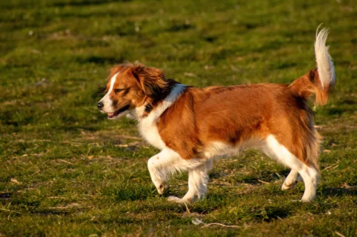 Kooikerhondje – wychowanie rasy