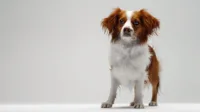 Kooikerhondje