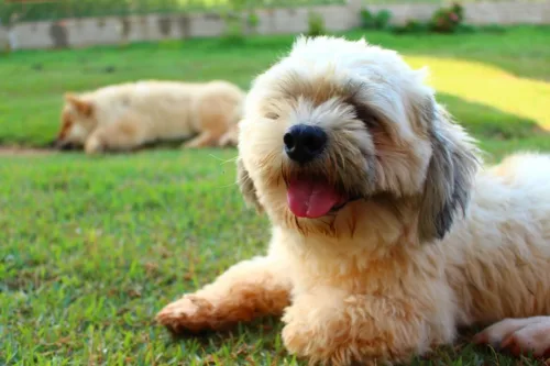Lhasa apso – wychowanie rasy