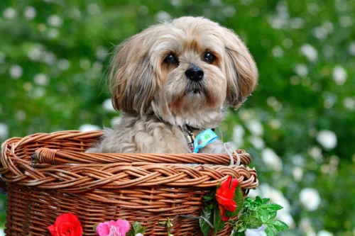 Lhasa apso – szkolenie rasy