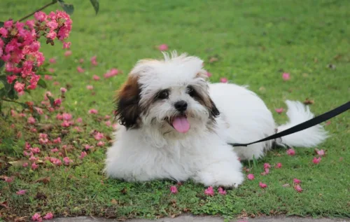 Lhasa apso – żywienie rasy