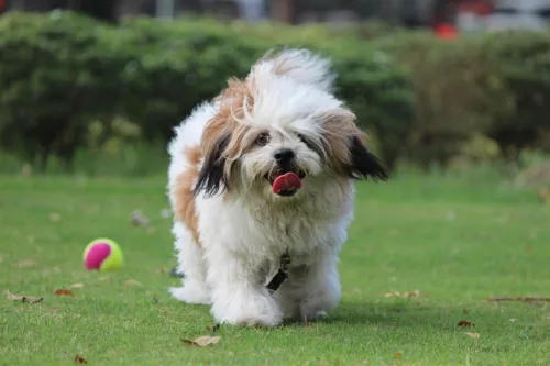 Lhasa apso – zdrowie rasy
