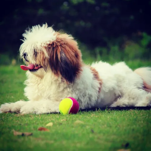 Lhasa apso – cena rasy i koszt utrzymania