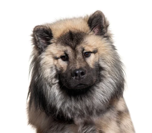 Eurasier – historia i pochodzenie rasy