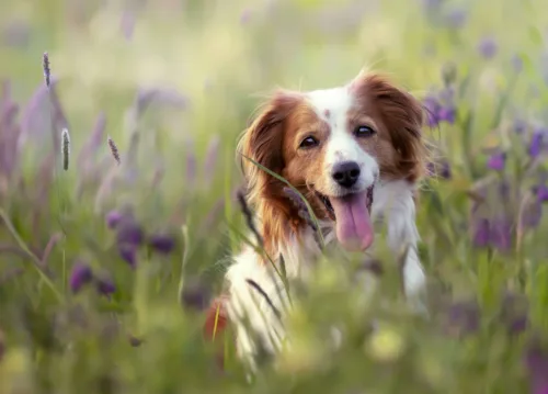 Kooikerhondje – historia i pochodzenie rasy