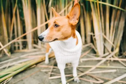 Basenji - wygląd rasy