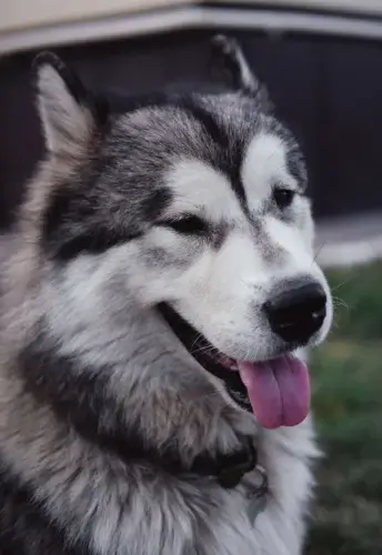 Alaskan Malamute - cena rasy i koszt utrzymania
