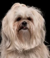 Lhasa apso