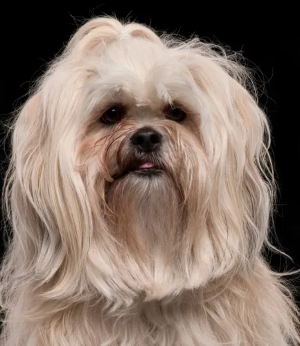 Lhasa apso