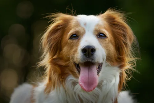 Kooikerhondje – zdrowie rasy