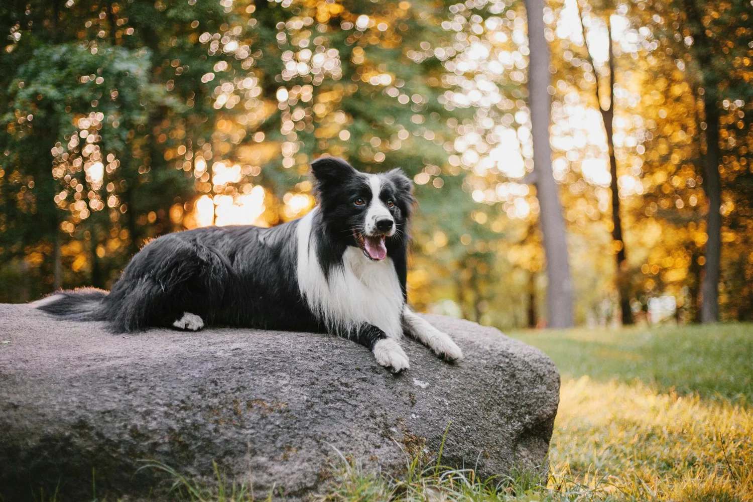 Border Collie