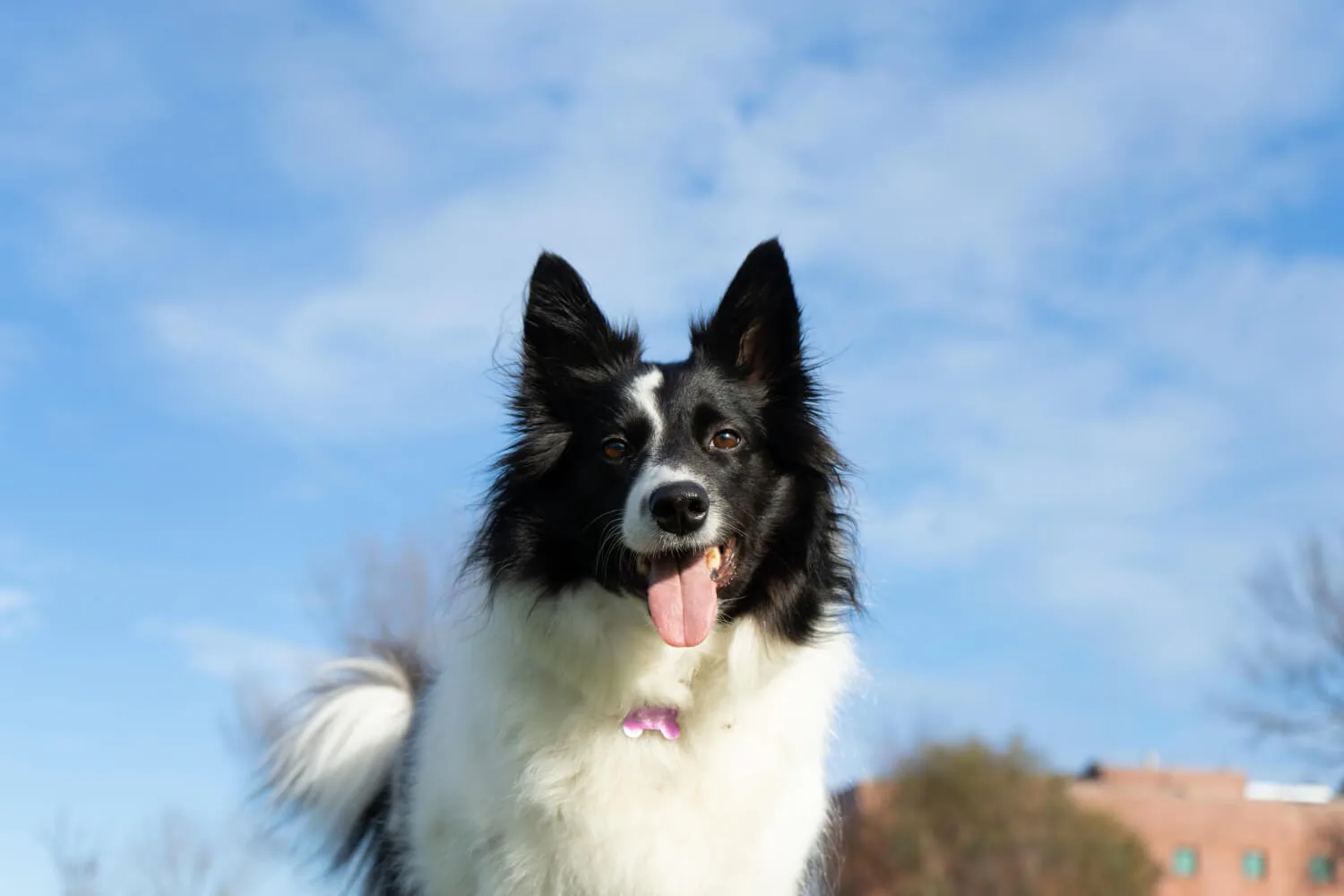 Border Collie