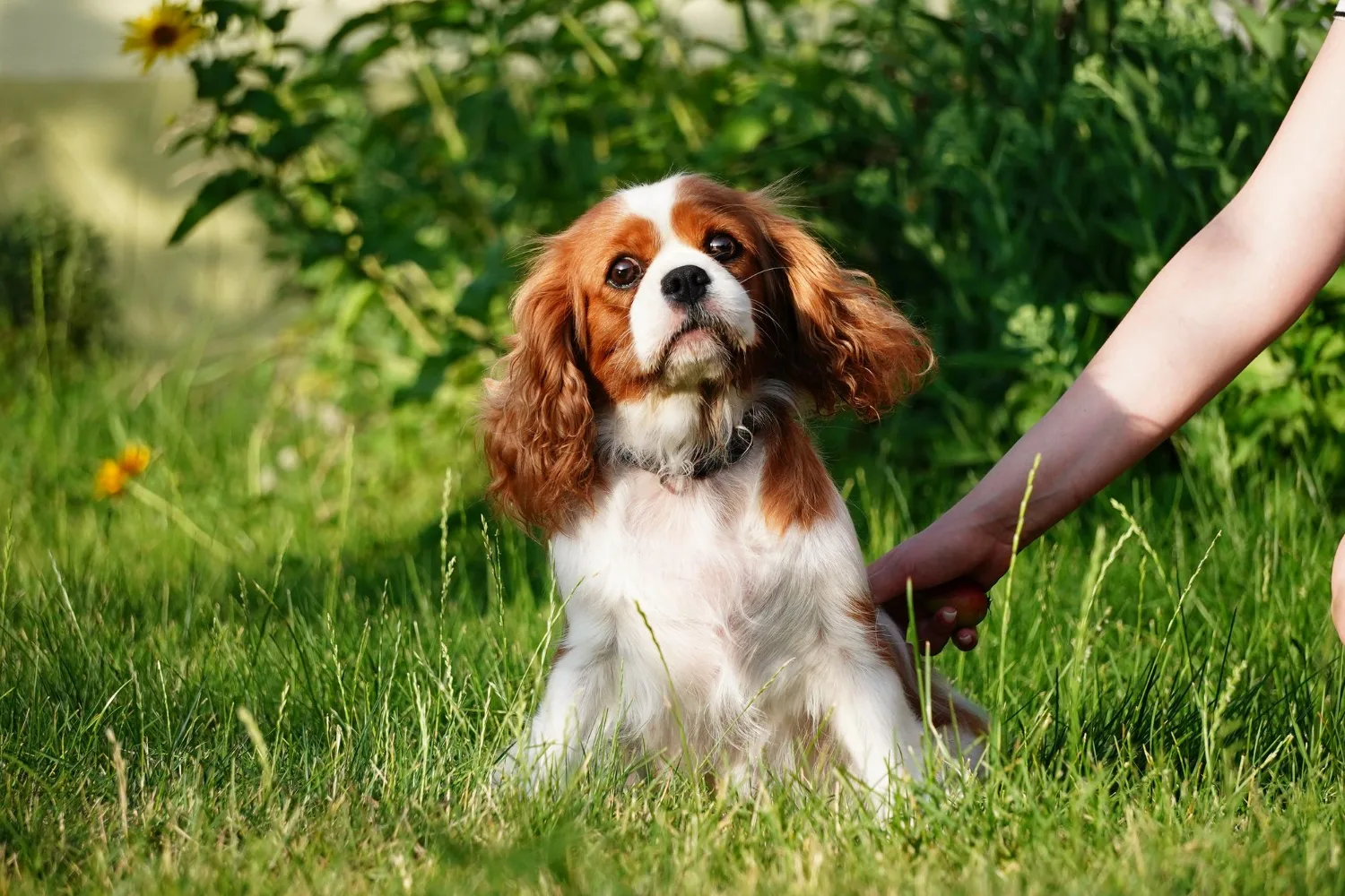 Cavalier King Charles Spaniel
