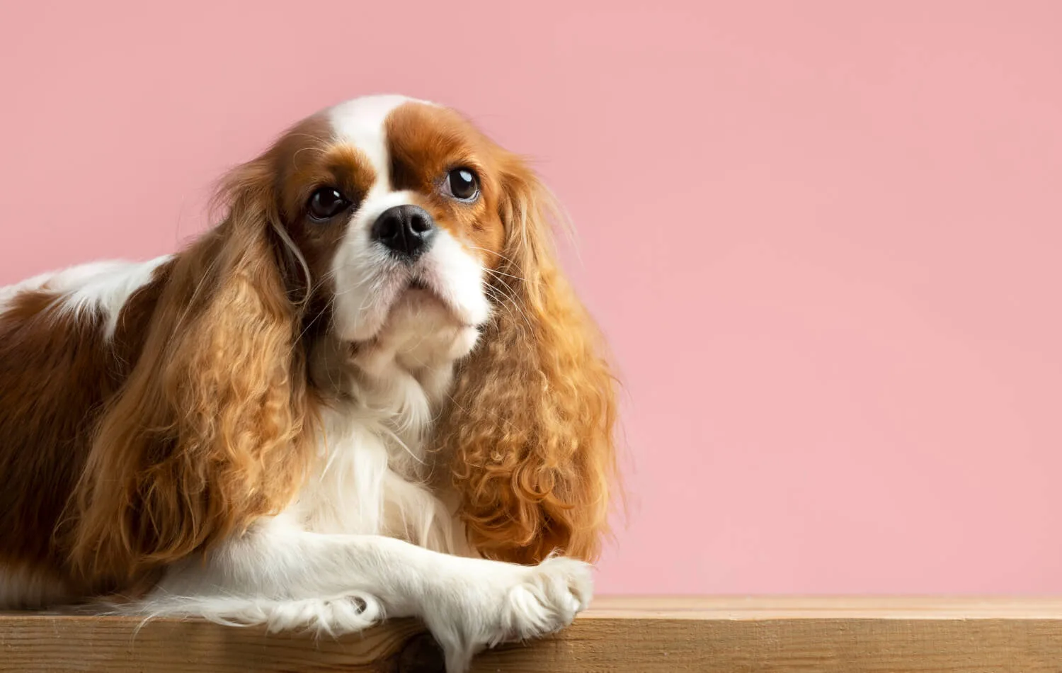 Cavalier King Charles Spaniel