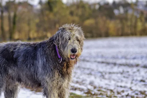 Wilczarz irlandzki – cena rasy i koszt utrzymania