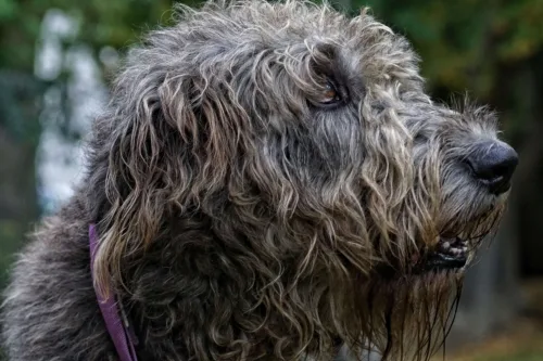 Wilczarz irlandzki – żywienie rasy