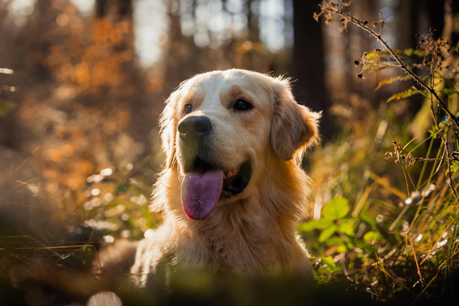 Golden Retriever