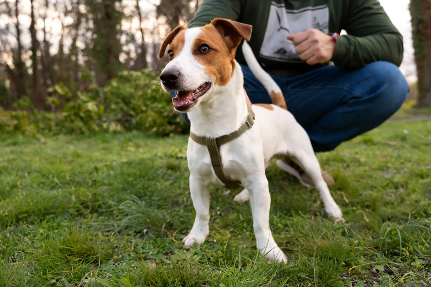 Jack Russell Terrier