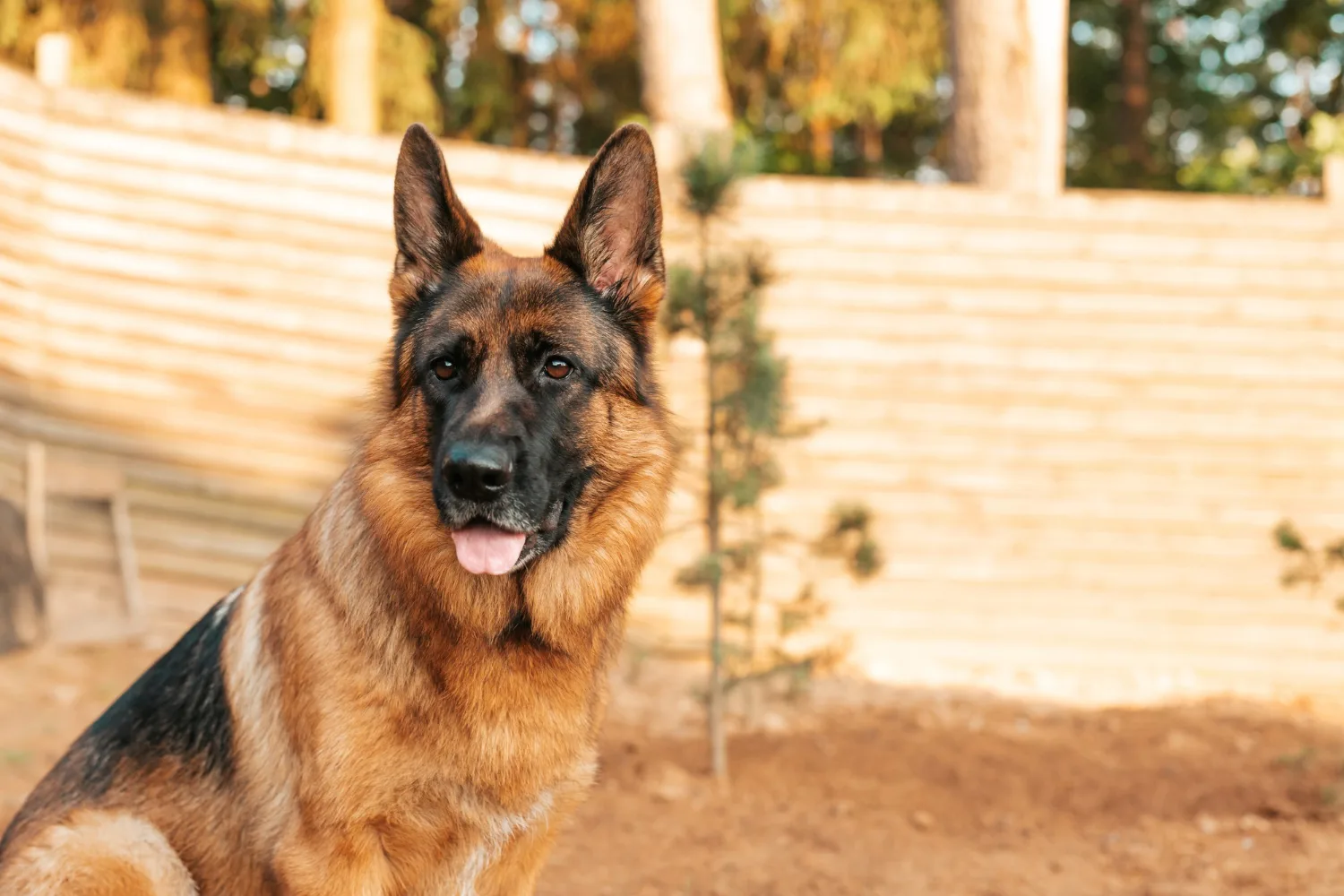 Pracujesz 8 godzin? Te psy najgorzej znoszą samotność. Ranking ras z lękiem separacyjnym