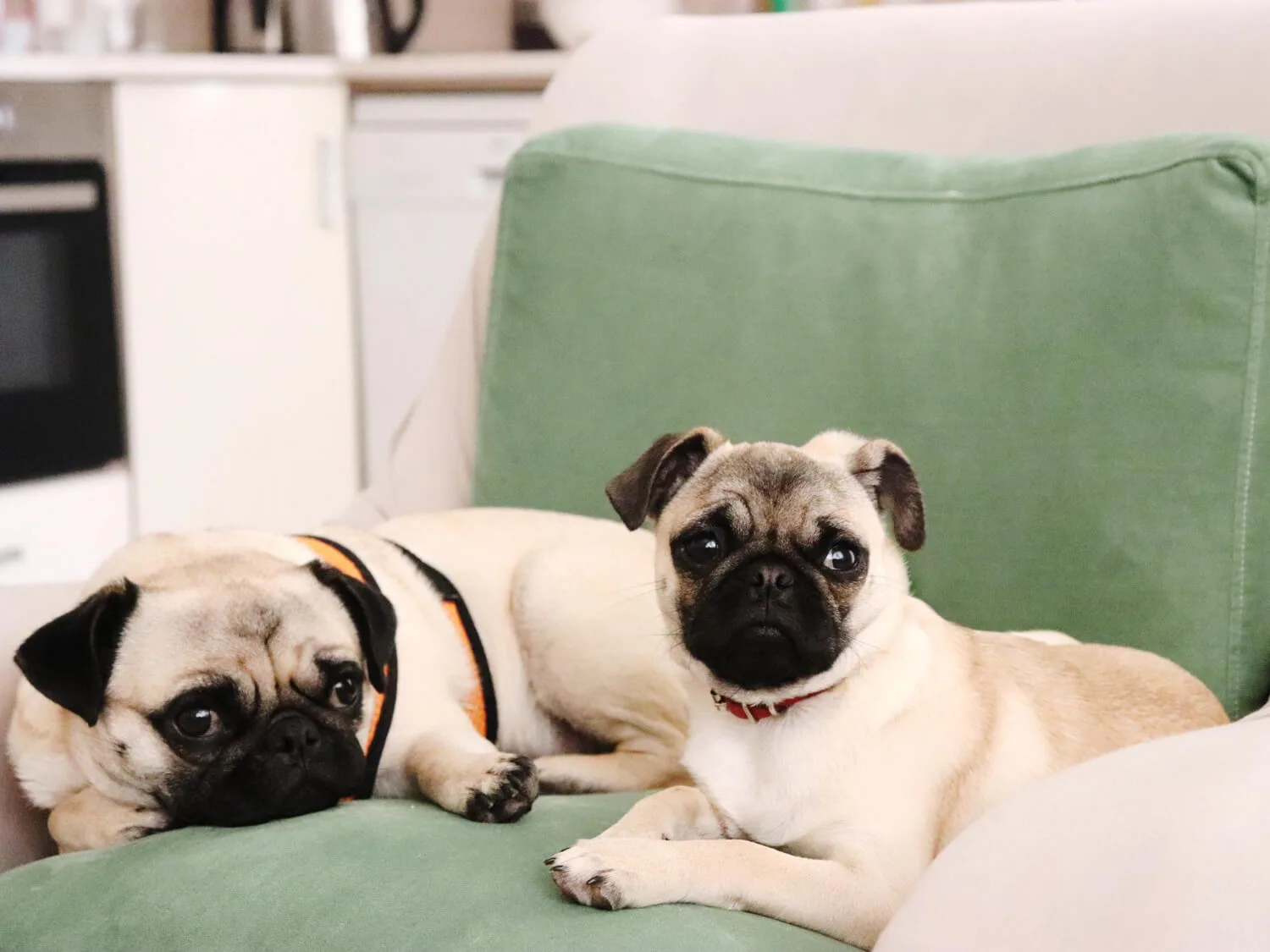 Kanapowiec czy Maratończyk? Rasy psów dla leniuchów i dla sportowców