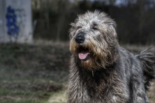 Wilczarz irlandzki – szkolenie rasy