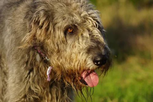 Wilczarz irlandzki – pielęgnacja rasy