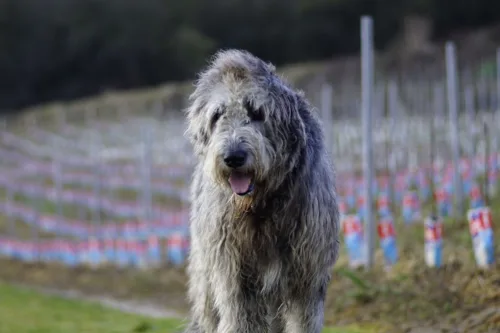 Wilczarz irlandzki – wygląd rasy