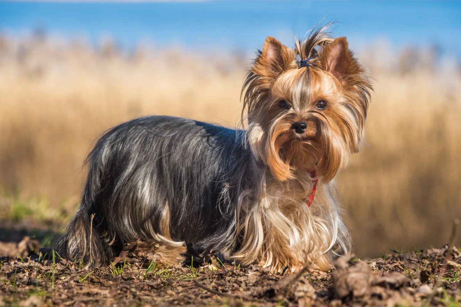 Yorkshire Terrier