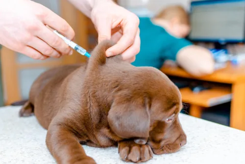 szczepienie szczeniaka