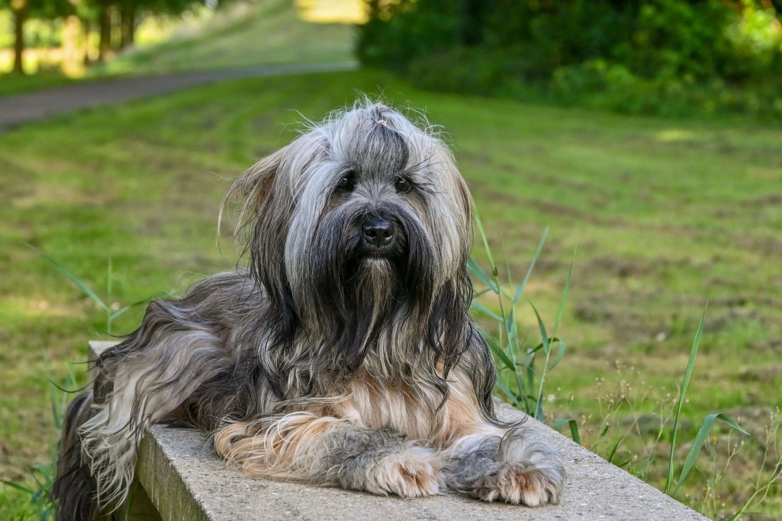 Terier tybetański – żywienie rasy