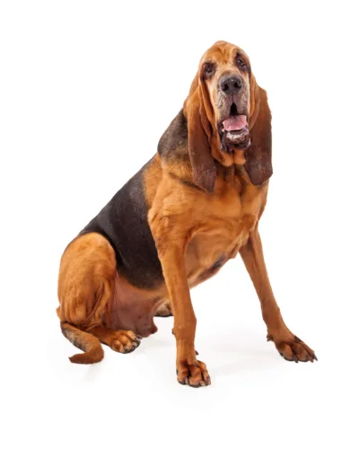 Bloodhound