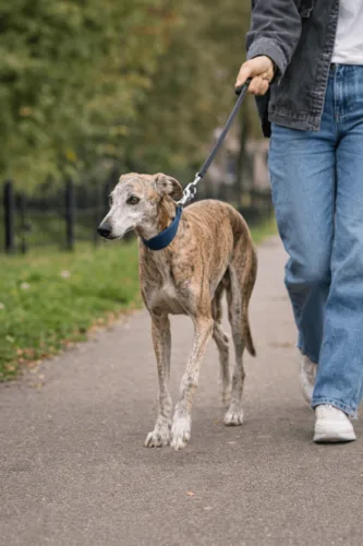 Chart hiszpański – żywienie rasy