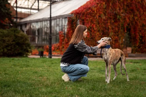 Chart hiszpański – cena rasy i koszt utrzymania