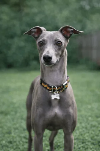 Chart włoski – historia i pochodzenie rasy