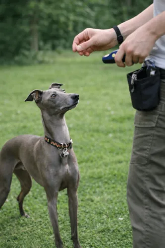 Chart włoski – charakterystyka rasy